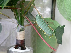 076 Kuranda Butterfly Sancturary